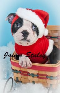 Marley Boston Terrier ***