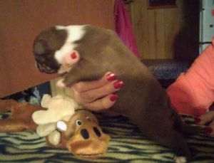 Boston Terrier Puppy Red and White