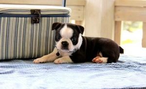 Cute Boston Terrier Pups Text (***) ***-***6