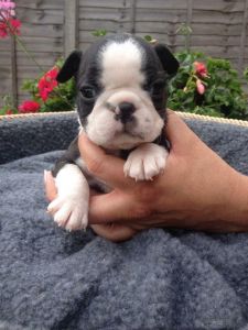Lovable Male And Female Boston Terrier Pups