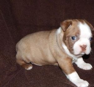 Akc Chocolate Register Boston Terrier Puppies