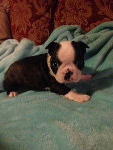 Stunning Boston Terrier Puppies