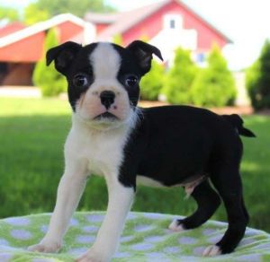 Zane is a peppy Boston Terrier