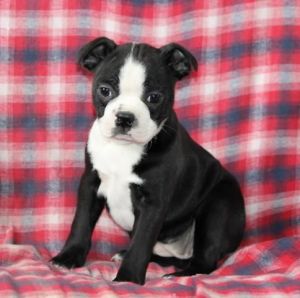 Adorable Bosten Terrier Pups