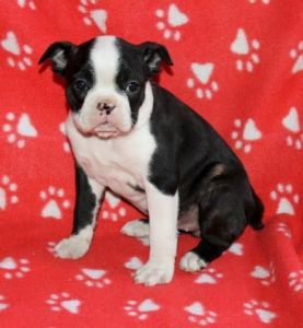 Adorable Bosten Terrier Puppies