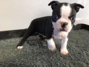 Oliver Male Boston terrier