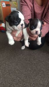 Lovely Litter Of Boston Terrier Puppies
