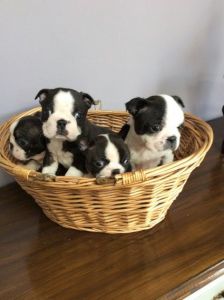 Boston Terrier puppies for sale