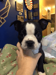 Lovable AKC Reg Boston Terrier Puppies
