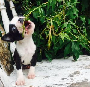 Kc Registered Boston Terrier Pups