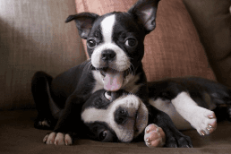 Lovable AKC Reg Boston Terrier Puppies