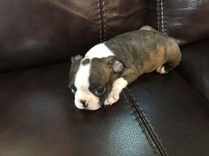 CKC Boston terrier puppys