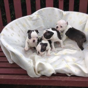 Affectionate Boston Terrier pupTEXT , ***