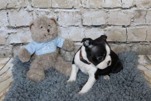 Best Of Breed Crufts 2017