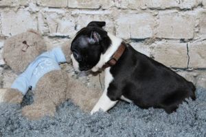 Three Gorgeous Black And White,kc Reg Puppies