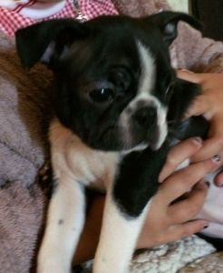 ** Outstanding Boston Terrier Puppies **