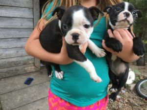 Boston terriers