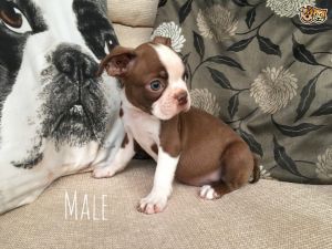 Kc Coloured Boston Terriers