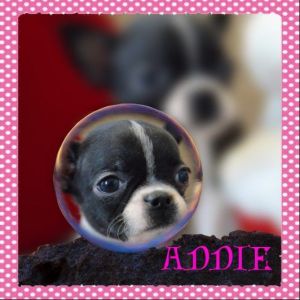 Addie female