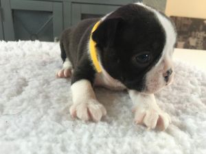 Boston Terrier