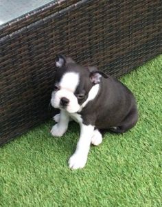Boston Puppies For Sale.