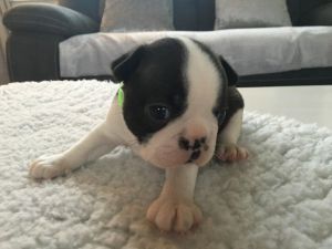 Boston Terriers