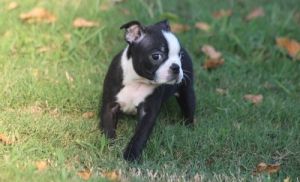 AKC registered Boston Terrier Puppies
