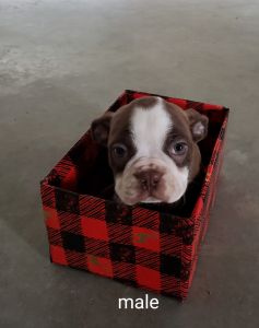 Boston terrier puppies