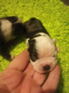 Ckc Boston terrier Puppies