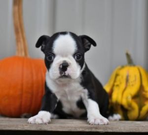 Boston Terrier puppies.(***) *** - ***8