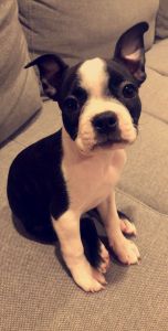 Boston terrier puppy