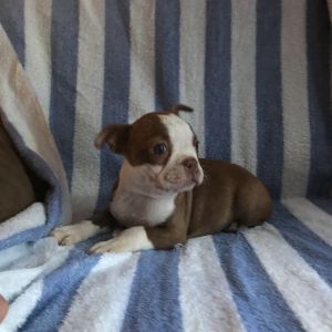 Boston terriers boys