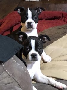 Purebred Boston Terrier