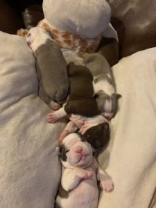 Boston puppies