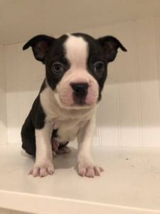 Boston Terrier puppy