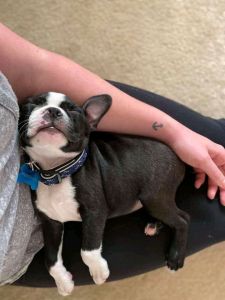 Bueatifull Boston Terrier puppies