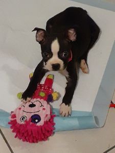 Boston terrier puppy