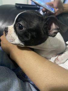 Boston Terrier