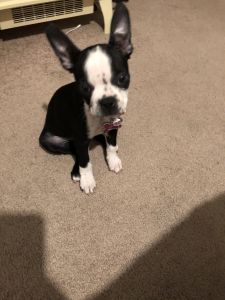 Boston Terrier