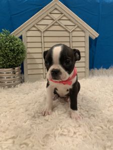 Boston Terrier Puppies