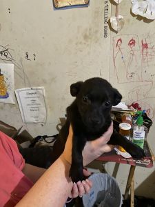 Boston Terrier Chihuahua mix