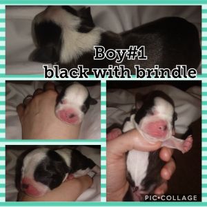 ckc Boston Terrier puppies