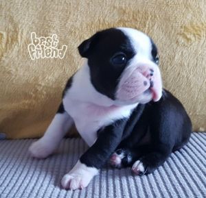 Beautiful Boston Terrier Puppies.