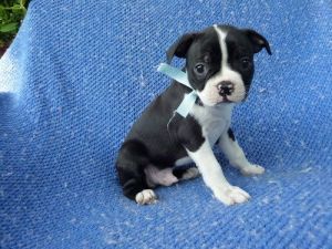 Boston Terrier Puppies