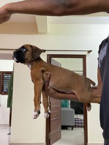 Boxer puppy