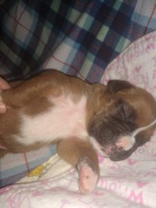 AKC Boxer Puppy