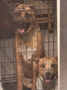 Lexigirl Boxer needs a new home