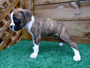 Excellent Boxer Puppies