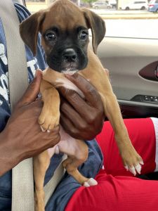 Boxer puppy