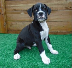 frank Boxer Puppies